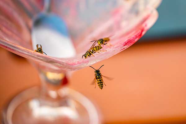 Wasps on Icecream