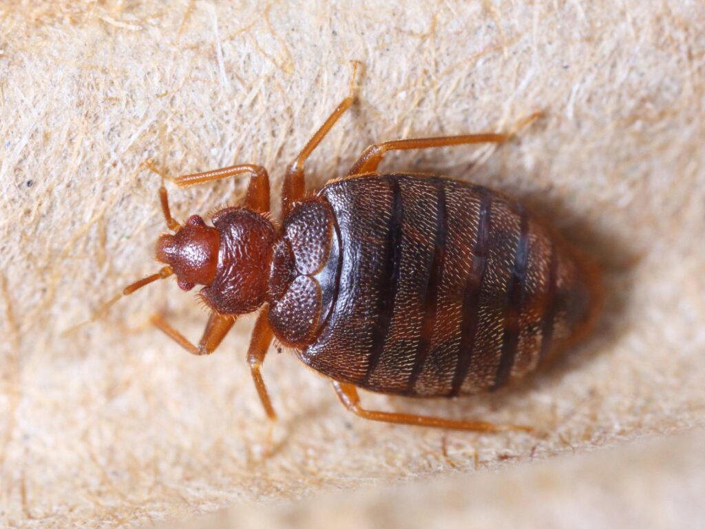 Bed Bug Pest Control