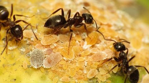 Black Ant Control in Birmingham