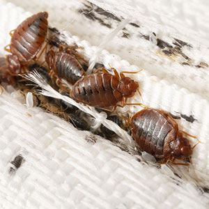 Bed Bug Control