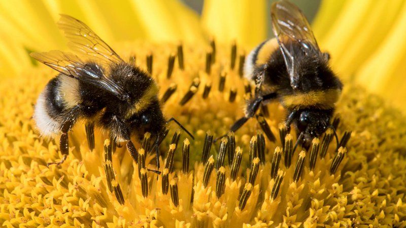 Bee Hive Removal