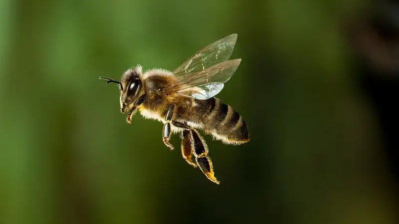 Bee Treatment