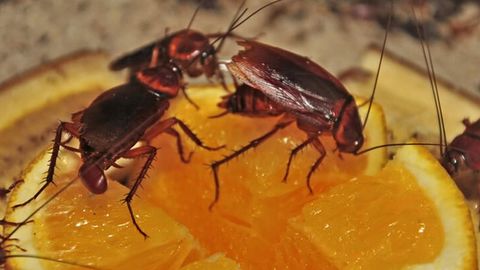 Cockroach Control in Birmingham