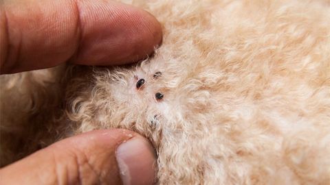 fleas in a carpet in birmingham, uk