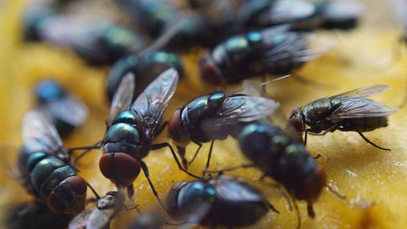 Fly Pest Control in Birmingham