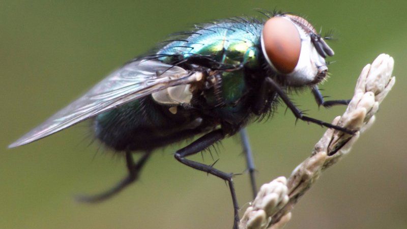 Fly Pest Control in Birmingham