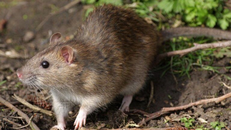 Rat Control Services in Birmingham