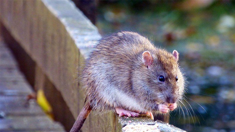 Rodent Control in Birmingham: Keeping Homes and Businesses Rodent-Free