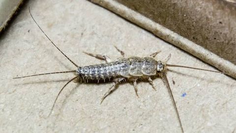 silverfish sat on sofa in birmingham,uk