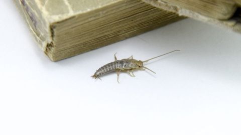 idle silverfish in need of pest control
