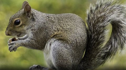 Squirrel Pest Control in Birmingham