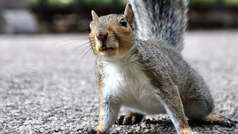 Squirrel Pest Control in Birmingham