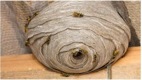 Wasp nest Before removal