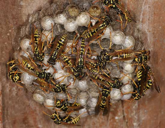 Wasp Nest