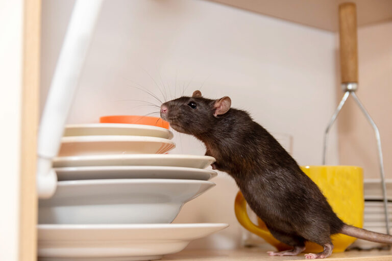Troublesome Rodents: Unveiling the Problems They Bring