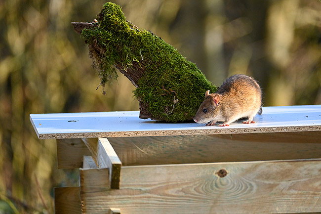 Rat in garden