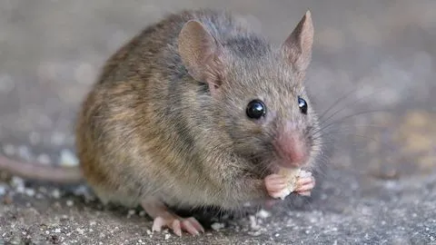 mice pest control birmingham
