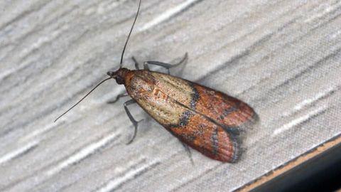 moth post landing in birmingham, uk