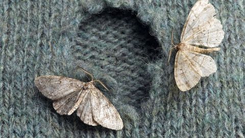 two moths creating holes in clothes in birmingham