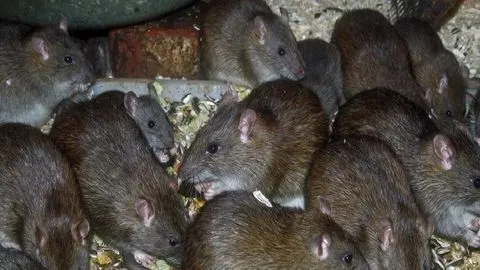 rat nest removal Birmingham